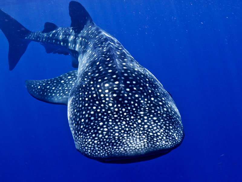 whale-shark-tour